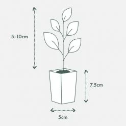 Indoor Garden Anthurium Mixed Pack Easy Care Plants