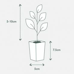 Indoor Garden Heart Fern 'Hemionitis Arifolia' Houseplant Packs Air Purifying