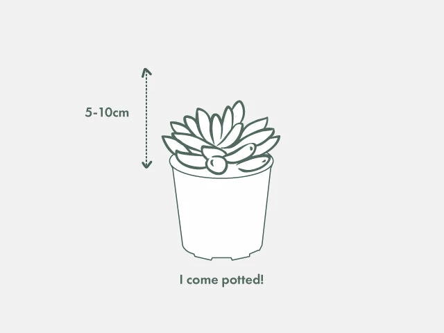 Assorted Cacti Box 🌵 Plant Packs 14 Assorted Cacti Box 🌵 Plant Packs