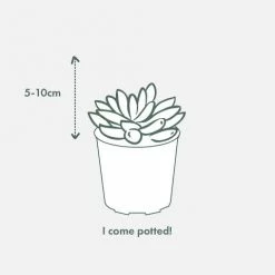 Succulents Gasteria Little Warty