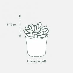 Succulents Pool Friendly Plants Assorted Succulent Box