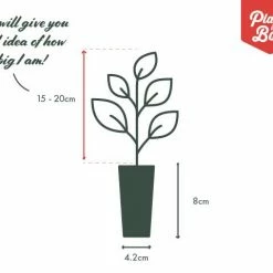 Ozbreed Border Plants Frilly Lace™ Lomandra Multiflora ‘VER1’ Pbr