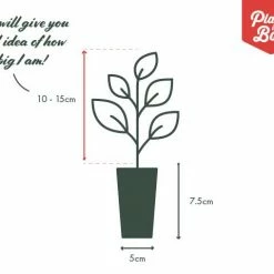 Indoor Garden Anthurium Adreanum Purple Arc Shrubs