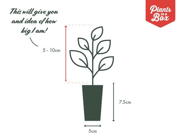 Shrubs Scaevola Aemula Purple Fanfare 4 Shrubs Scaevola Aemula Purple Fanfare