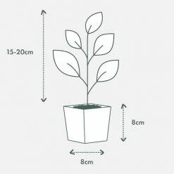 Shrubs Codiaeum Variegatum Gold Dust Plant Pack