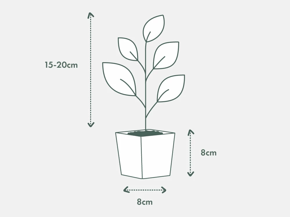 Indoor Garden Syngonium Podophyllum Pink Vein - 85mm Syngoniums 6 Indoor Garden Syngonium Podophyllum Pink Vein - 85mm Syngoniums