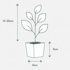 Indoor Garden Pool Friendly Plants Philodendron Little Phil™