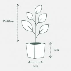 Indoor Garden Pothos 'Devils Ivy' Epipremnum Aureum 'Pothos Pearls & Jade' Houseplant Pack 85mm