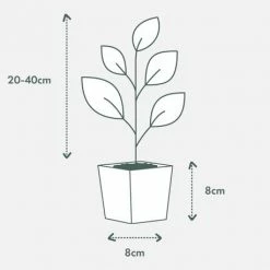 Shrubs Oenothera (Gaura) Lindheimeri Belleza White - 85mm Border Plants