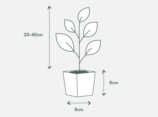 Shrubs Oenothera (Gaura) Lindheimeri Belleza White - 85mm Border Plants