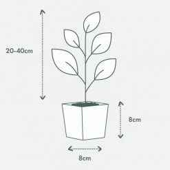Shrubs Full Sun Archontophoenix Cunninghamiana