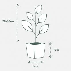 Indoor Garden Air Purifying Air Purifier Houseplant Pack - Larger Sized Plants