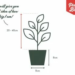 Indoor Garden Assorted Ficus - 85mm Plant Packs