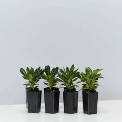 Shrubs Pittosporum Tobira Dwarf