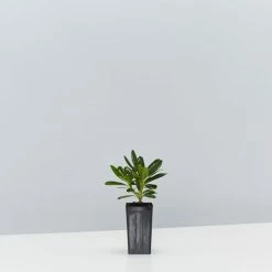 Shrubs Pittosporum Tobira Dwarf