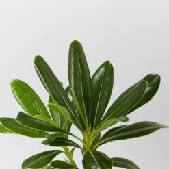 Shrubs Pittosporum Tobira Dwarf