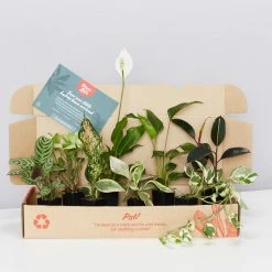 Indoor Garden Easy Care Plants Assorted Pack Of Houseplants 🍃 *Pick Your Own
