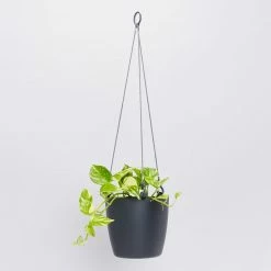 Indoor Garden Self-Watering Eco ♻️ Hanging Planter - Pot + Plant + Soil Office & Home Office