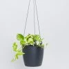 Indoor Garden Self-Watering Eco ♻️ Hanging Planter - Pot + Plant + Soil Office & Home Office