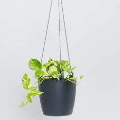 Indoor Garden Self-Watering Eco ♻️ Hanging Planter - Pot + Plant + Soil Office & Home Office