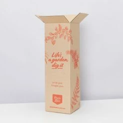 Pot + Plant Gift Box Syngonium Confetti 🎉 - Pot + Plant + Soil Syngoniums