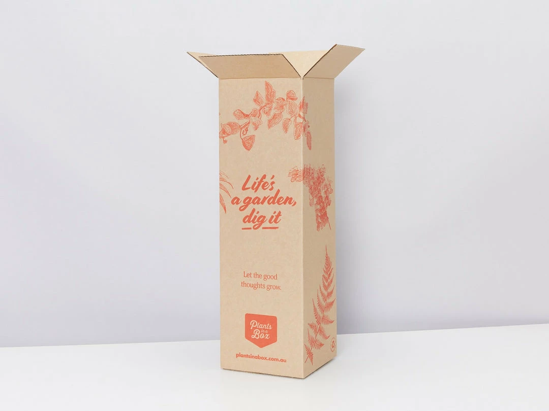 Pot + Plant Gift Box Border Plants Sansevieria Trifasciata Superba - Plant + Pot + Soil 15 Pot + Plant Gift Box Border Plants Sansevieria Trifasciata Superba - Plant + Pot + Soil