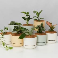 Indoor Garden 8 Bundle Box 📦 - Includes Plants,Pots & Soil