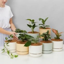 Indoor Garden 8 Bundle Box 📦 - Includes Plants,Pots & Soil