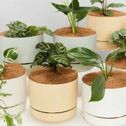 Indoor Garden Mr Kitly 6 Houseplants & 6 Pots