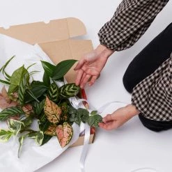 Indoor Garden Plant Packs A Giftbox Of Houseplants🍃 - Includes Gift Wrapping
