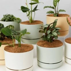 Indoor Garden Easy Care Plants Mr Kitly 4 Houseplants & 4 Pots