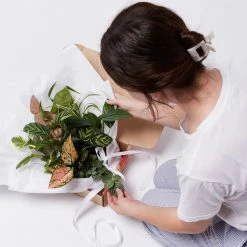 Indoor Garden Plant Packs A Giftbox Of Houseplants🍃 - Includes Gift Wrapping