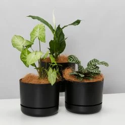 Indoor Garden Plant Packs Mr Kitly 3 Plants & 3 Pots - 250mm