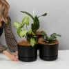 Indoor Garden Plant Packs Mr Kitly 3 Plants & 3 Pots - 250mm