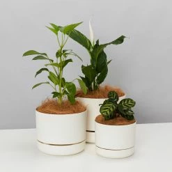 Mr Kitly Pot Clusters - 3 Different Sizes