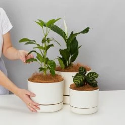 Indoor Garden Mr Kitly 3 Plants & 3 Assorted Sized Pots Plant Packs