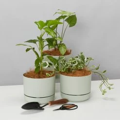 Indoor Garden Mr Kitly 3 Plants & 3 Pots - 215mm