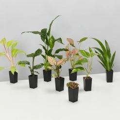 Indoor Garden Air Purifying Rainbow 🌈 Box - Indoor