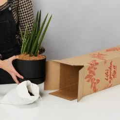 Pot + Plant Gift Box Air Purifying Sansevieria Crazy - Pot + Plant + Soil