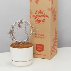 Plants In A Box The Circle-O Plant Stake Climbing Plants
