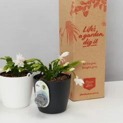 Indoor Garden Schlumbergera Truncata With Self-watering Hanging Pot Option