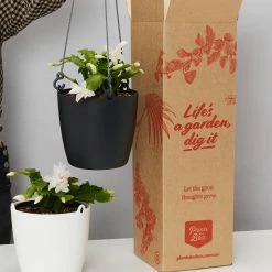 Indoor Garden Schlumbergera Truncata With Self-watering Hanging Pot Option