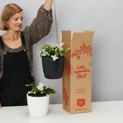 Indoor Garden Schlumbergera Truncata With Self-watering Hanging Pot Option