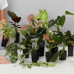 Indoor Garden Easy Care Plants Assorted Pack Of Houseplants 🍃 *Pick Your Own