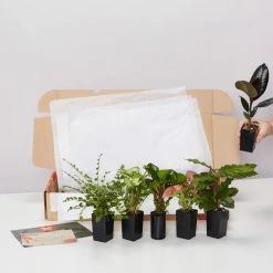Indoor Garden Plant Packs A Giftbox Of Houseplants🍃 - Includes Gift Wrapping