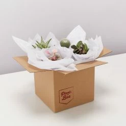 Full Sun Large Assorted Cacti Pack