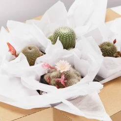 Assorted Cacti Box 🌵 Plant Packs