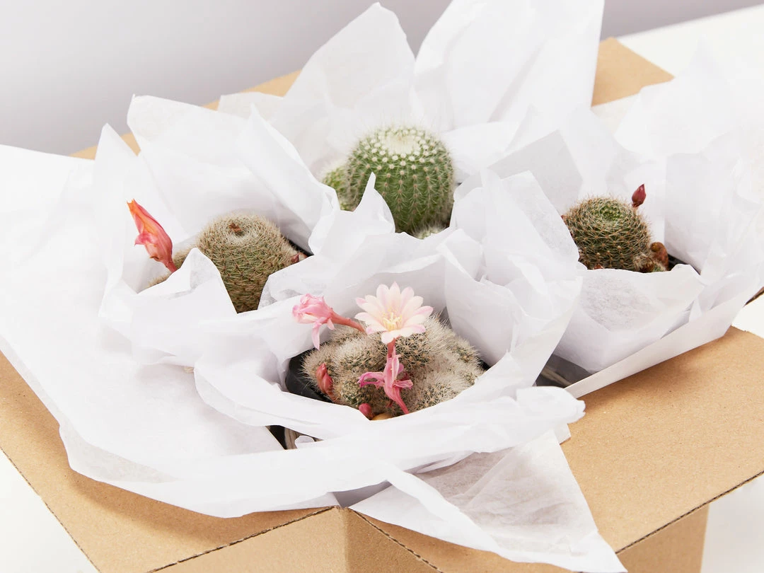 Assorted Cacti Box 🌵 Plant Packs 4 Assorted Cacti Box 🌵 Plant Packs