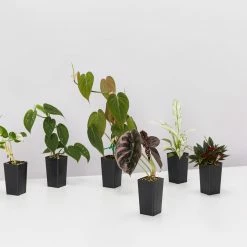 Indoor Garden The Houseplant 💫 Wishlist Box Air Purifying