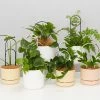 Plants In A Box Plant Stake Set Climbing Plants